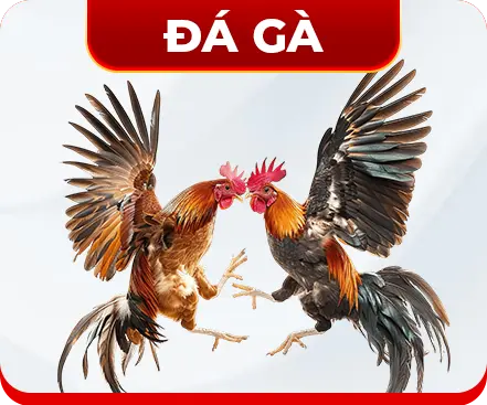 icon đá gà